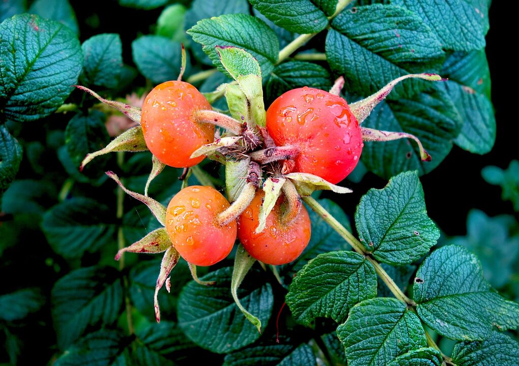 rosa mosqueta para o tratamento da cistite